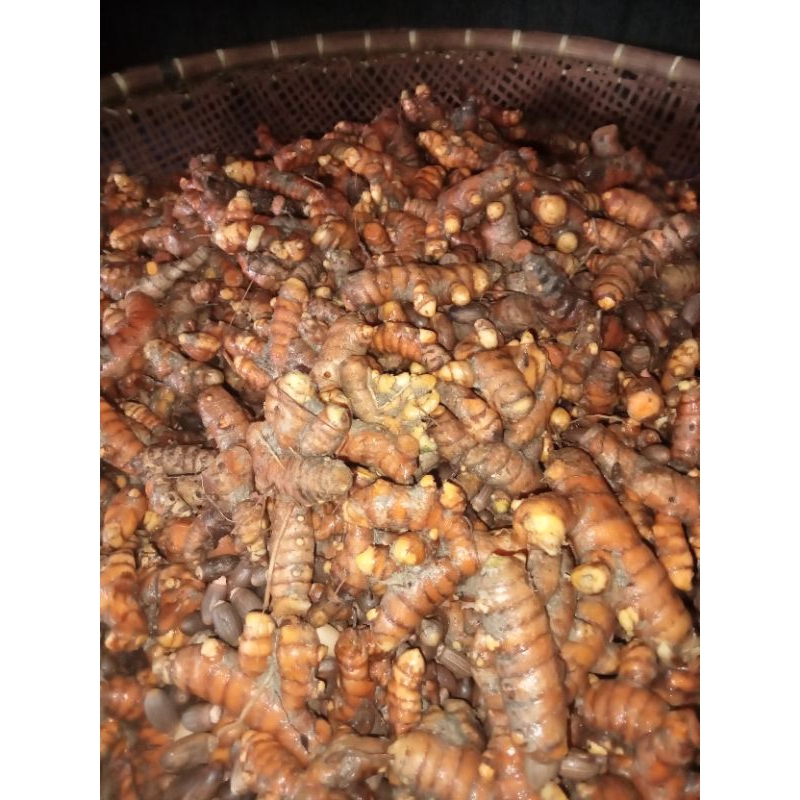 

KUNYIT KUNING FRESH 1KG