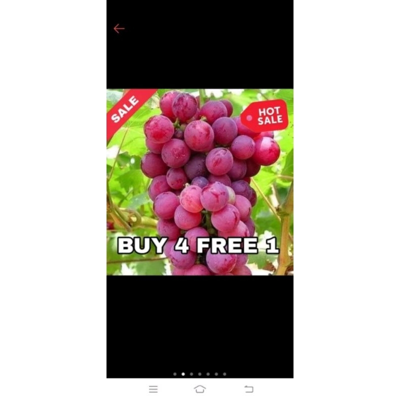 

BIBIT TANAMAN BUAH ANGGUR IMPORT HASIL DARI OKULASI CEPAT BERBUAH(BELI 4 GRATIS 1)