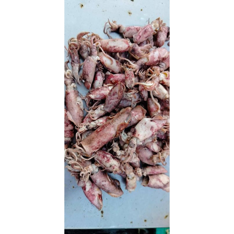 

CUMI TAWR - BABY CUMI