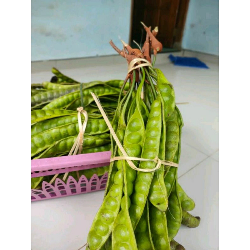 Pete Tua Super Mata Besar 10 Papan/Keris/Lonjor Panjang Fresh Bebas Ulat