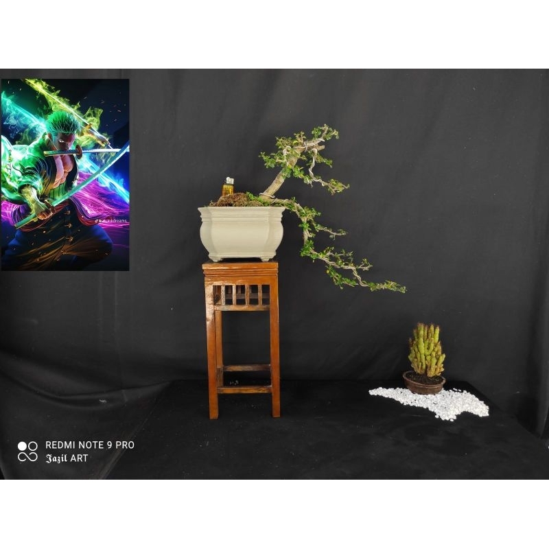 bonsai hokiantea mikro