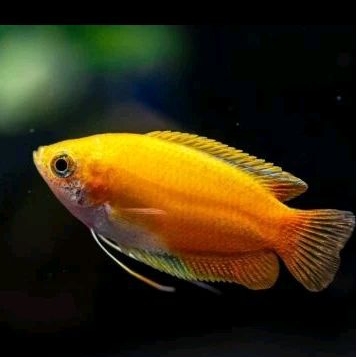 

SEPAT MADU - KADO AQUARIUM UKURAN 4 CM