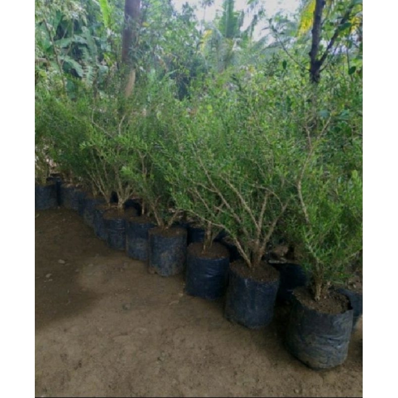 boxus bahan bonsai mame/small