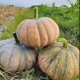 

Labu kuning 1 buah besar berat 2kg-3.2kg