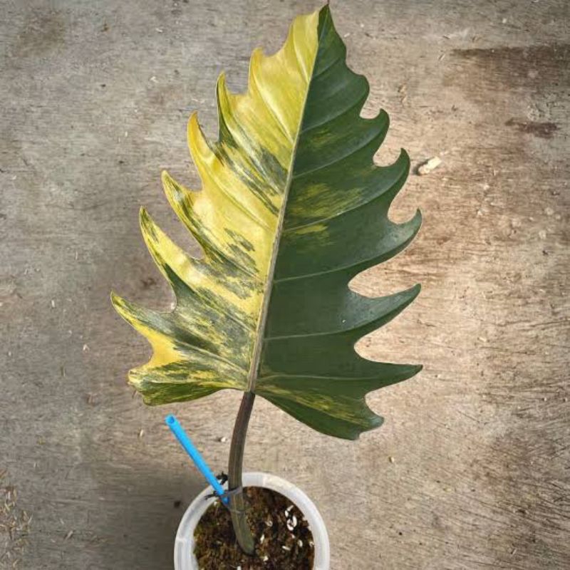 Philodendron Caramel Marble Varigata 1-2 Daun / Tanaman Hias Koleksi Caramel Marbel Variegata  / Phi