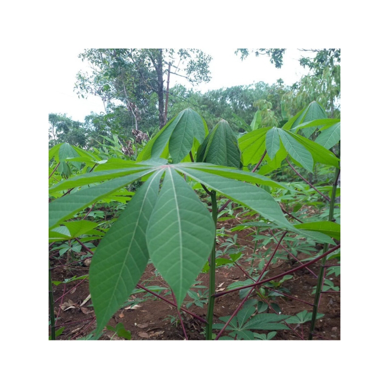 

daun singkong sayuran