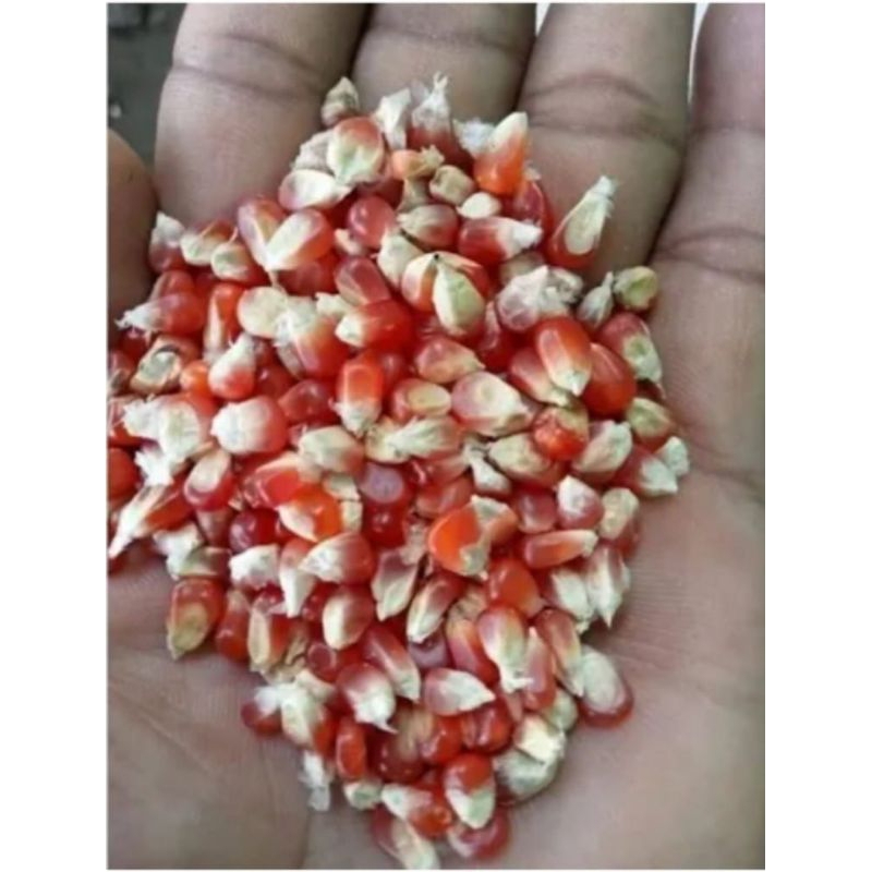 jagung kristal  cililin merah 1kg