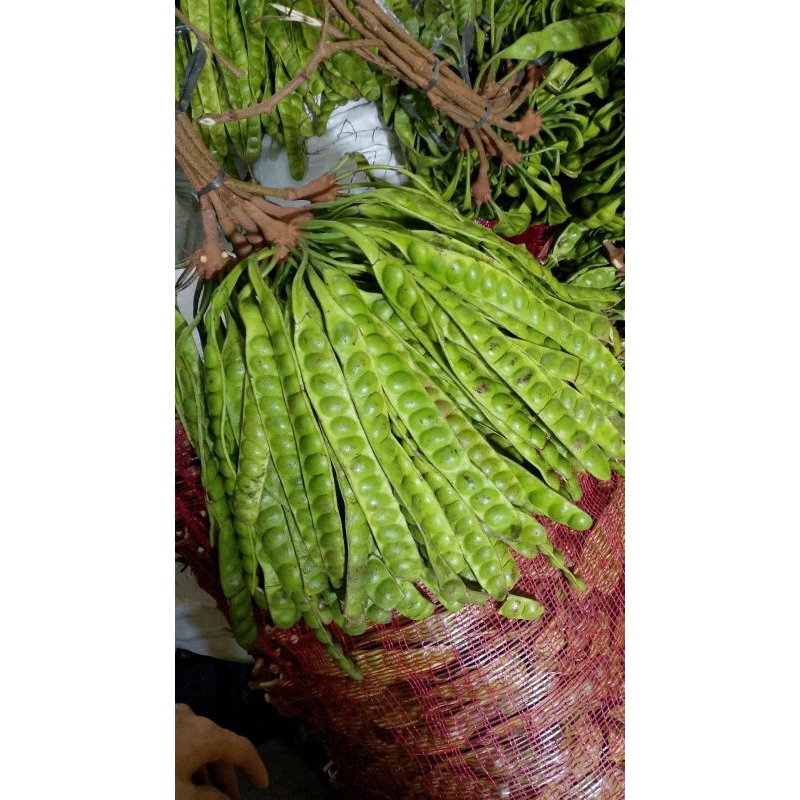 

PETE SEDANG 10 PAPAN (grade B) dijamin tua