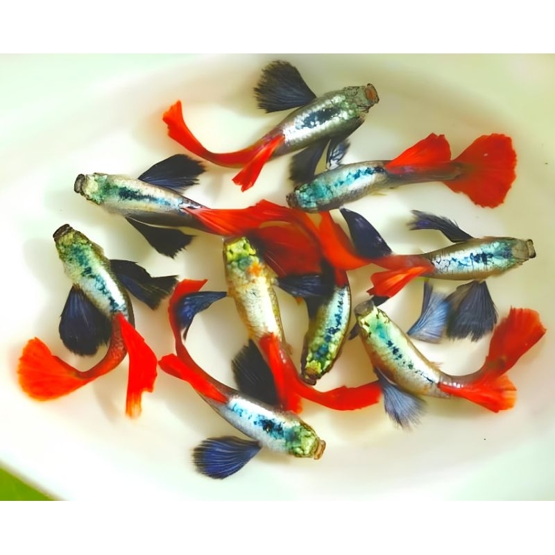 Ikan Hias GUPPY PRTDE (Platinum Red Tail Dumbo Ear)