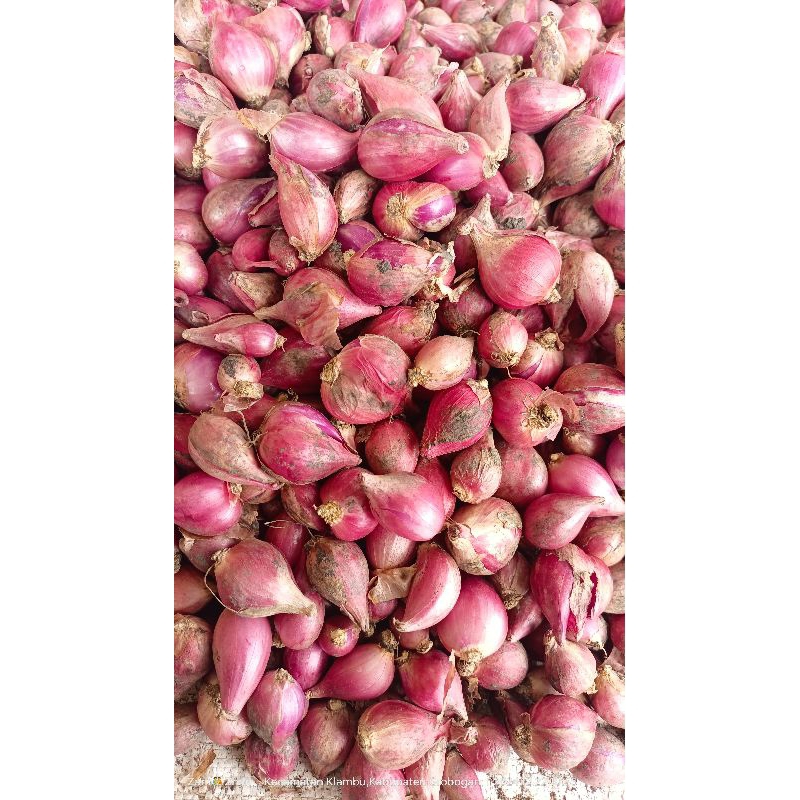 

BAWANG MERAH ASLI DEMAK TERMURAH