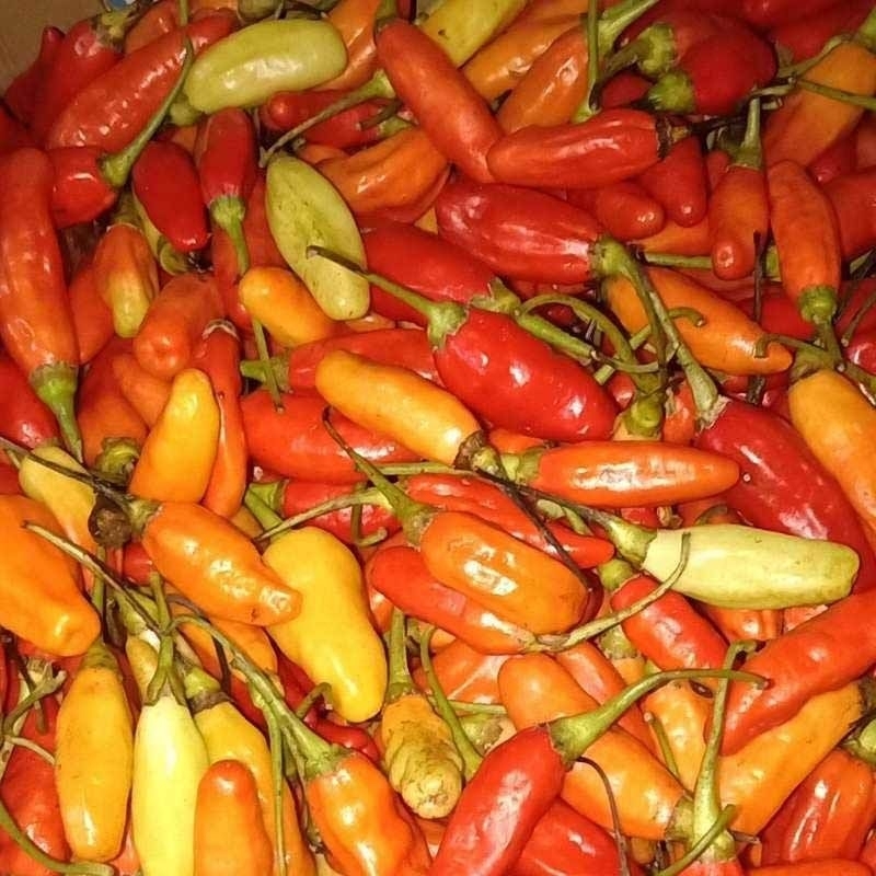 

Cabe rawit merah 100gr