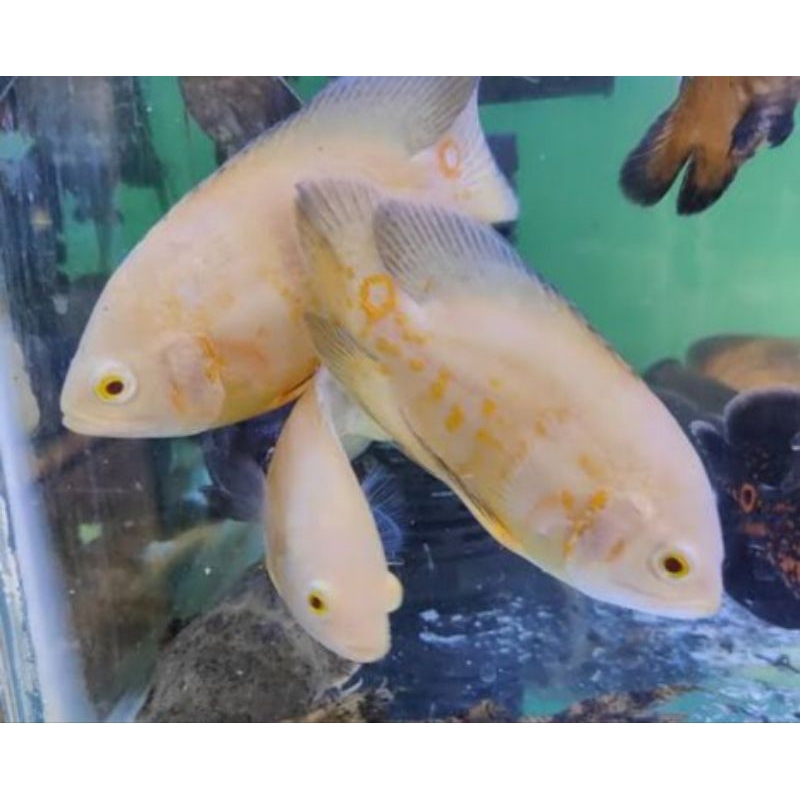 HIASAN OSCAR DUA JARI UP