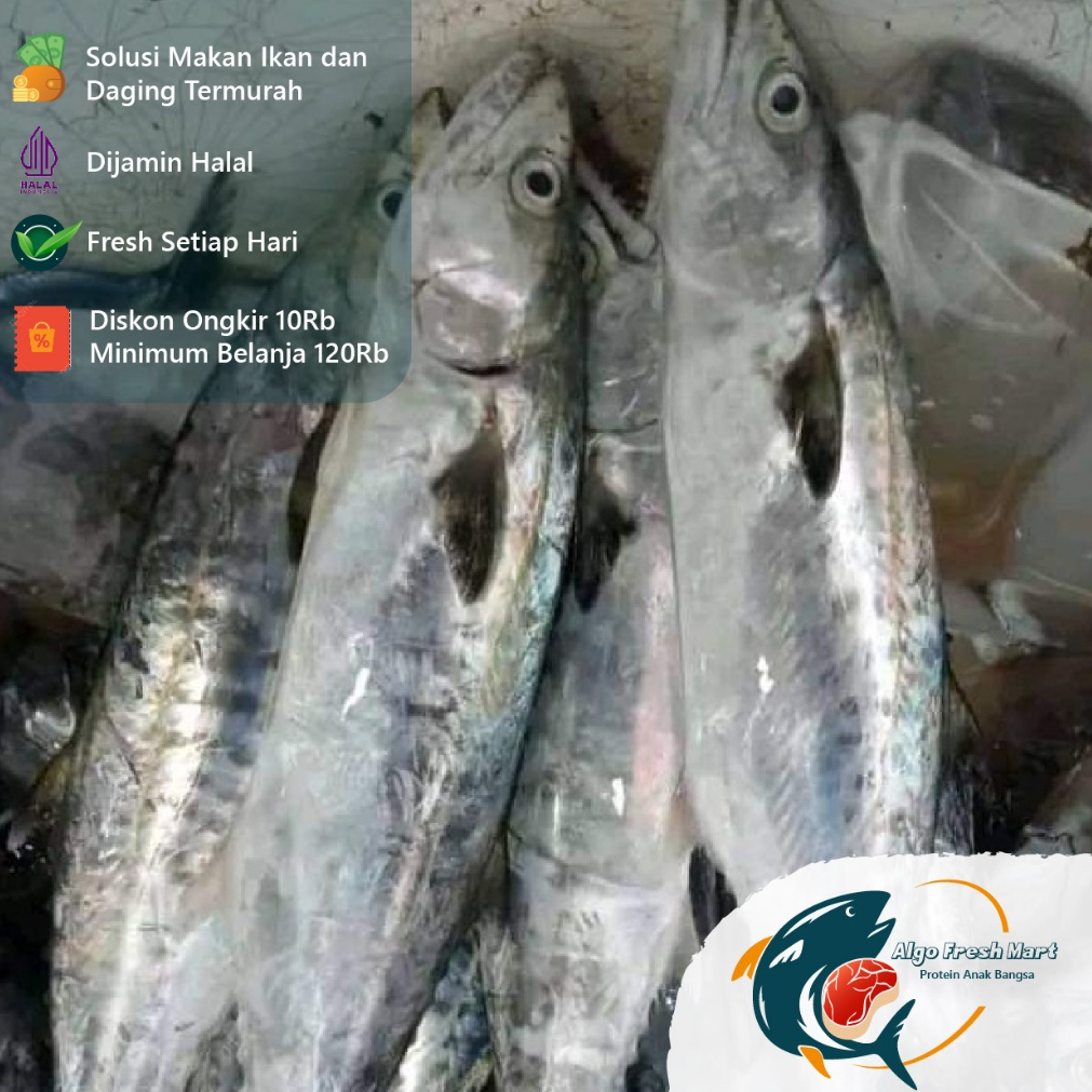 

[TERMURAH] Ikan Tenggiri Ekoran Berat 1,2Kg-1,5Kg