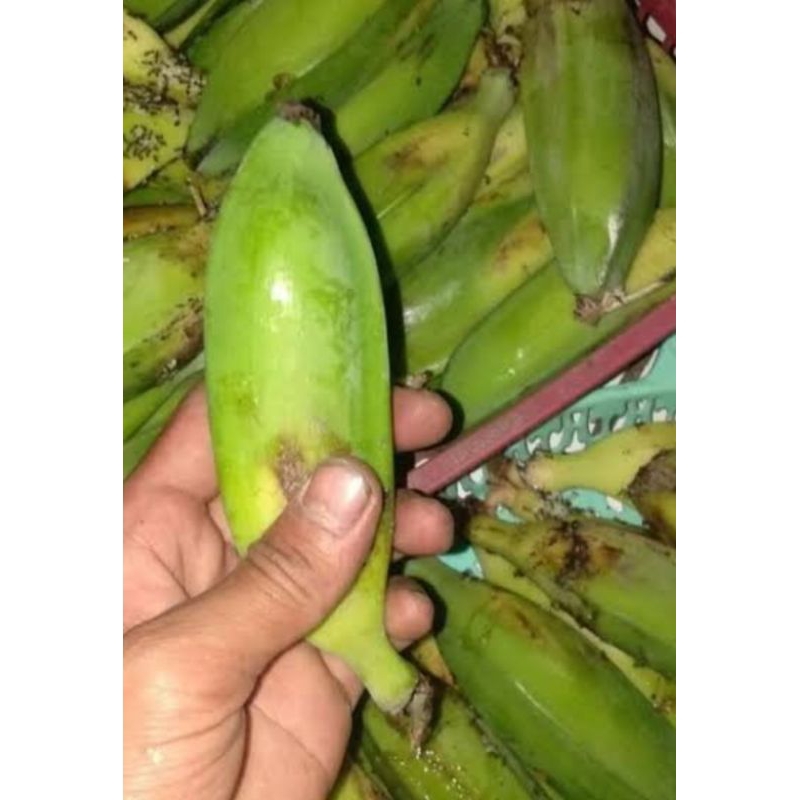 

pisang klutuk setengah matang 1 sisir