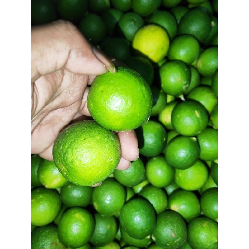 

jeruk nipis 1kg promo akhir tahun