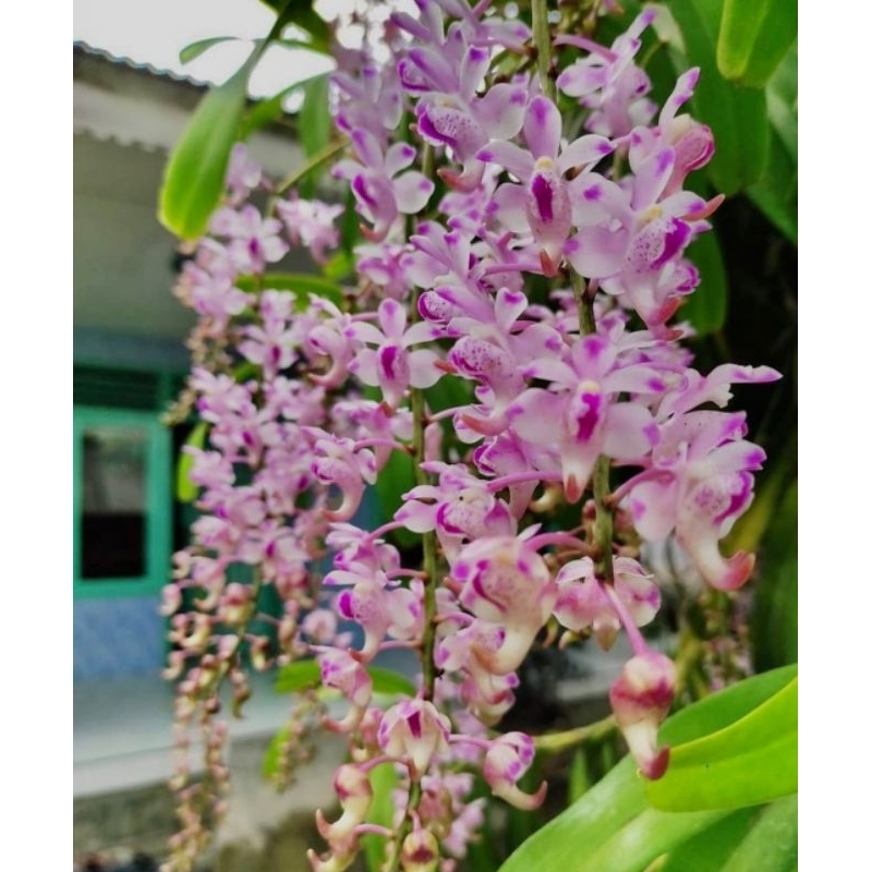 Anggrek spesies Anggrek kuku macan Dewasa Siap Berbunga