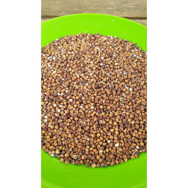 

Beras Sorgum/Sorghum/Gurgur/Bulgur Merah Asli dari Petani