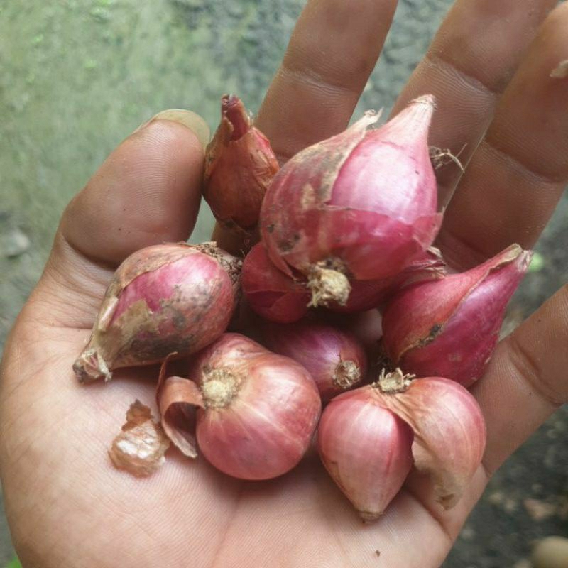 

Bawang merah brebes kering ukuran sedang