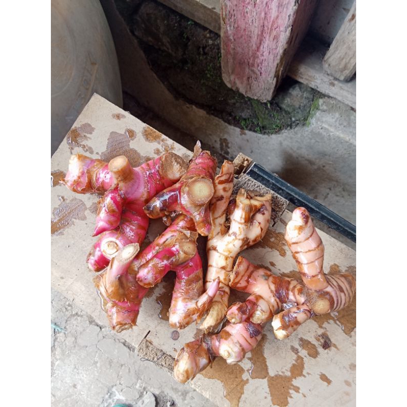 

lengkuas