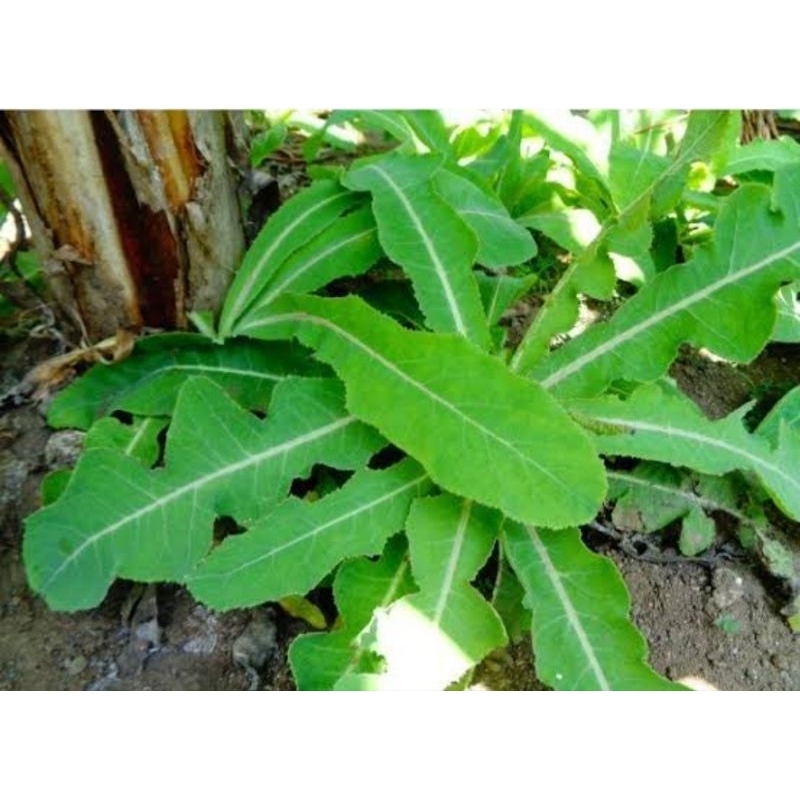 

Herbal daun tempuyung segar 500 gram organik