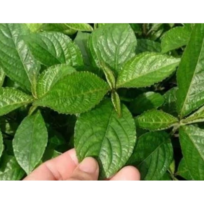 

Herbal daun keji beling pecah beling segar 500 gram