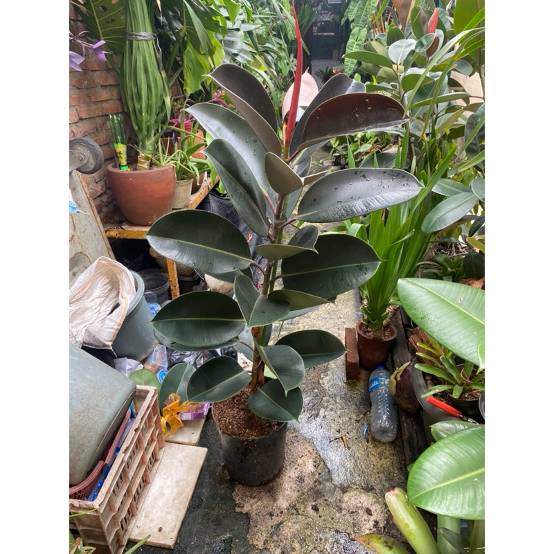 ficus elastica burgundy