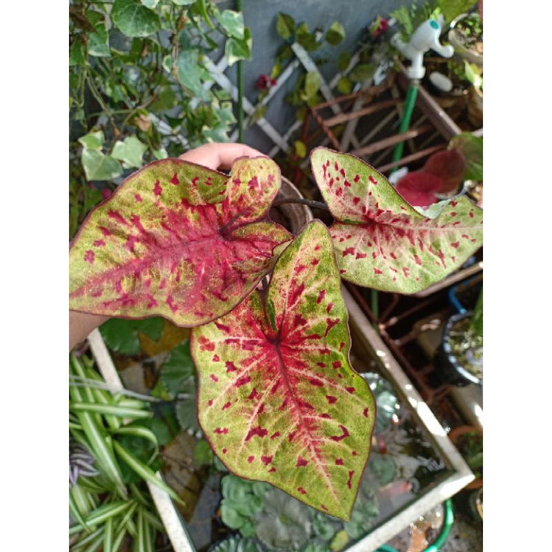 Keladi Thailand series