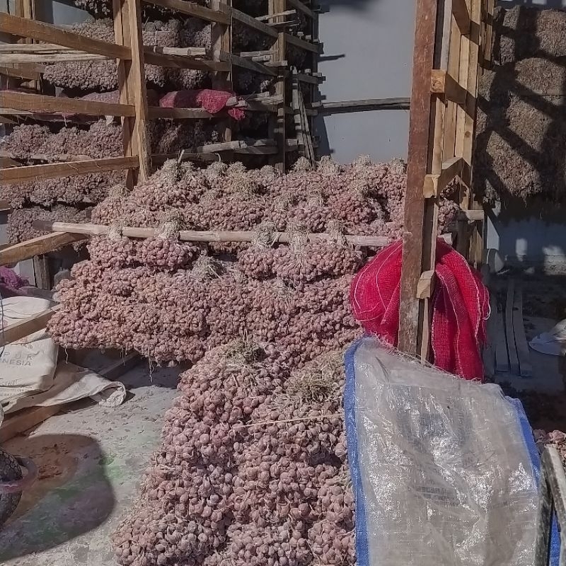 

BIBIT BAWANG MERAH NGANJUK 10 KG