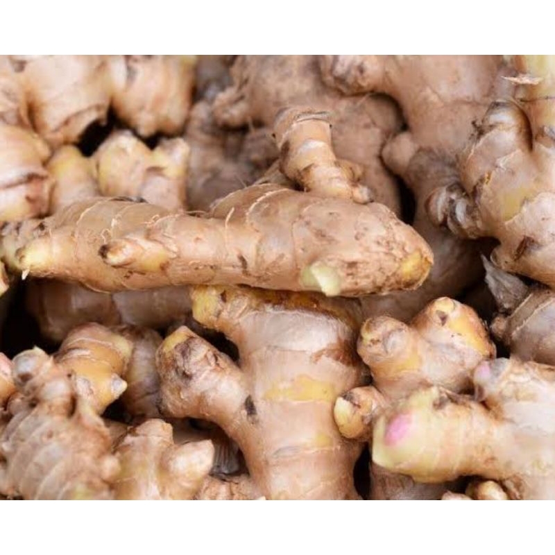 

Rempah Jahe Segar 1 pack KIRIM INSTAN