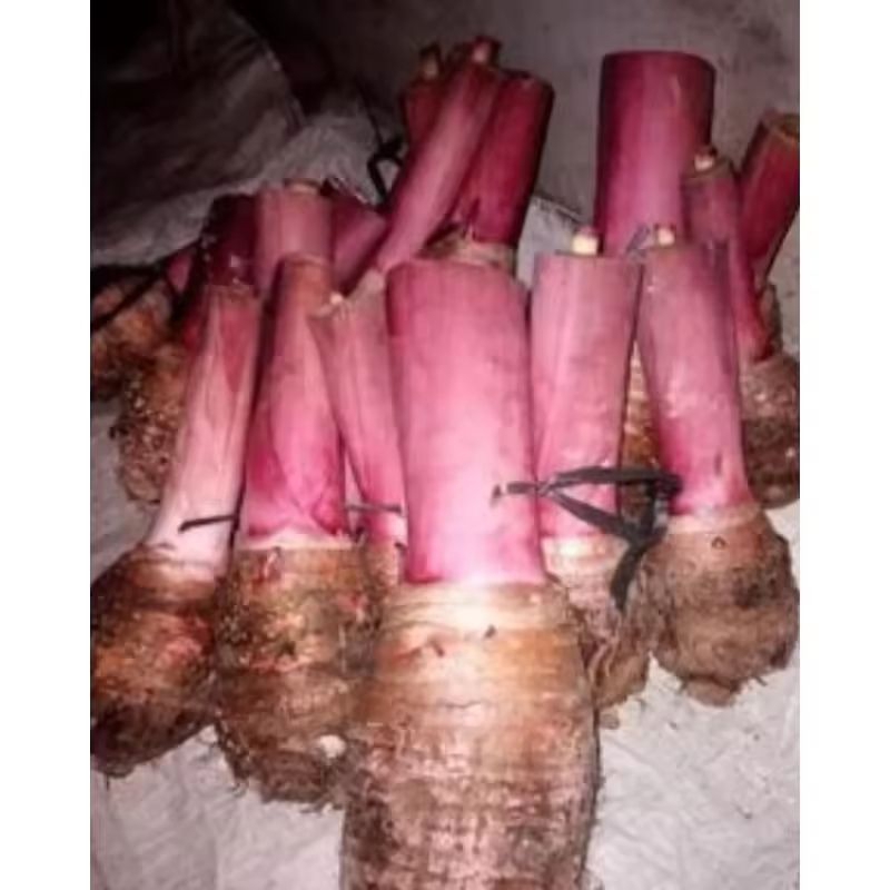 Bibit umbi talas hitam talas ungu siap tanam isi 2 bibit