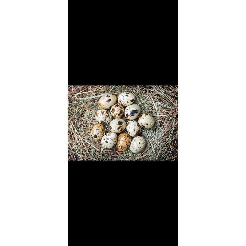

telur puyuh