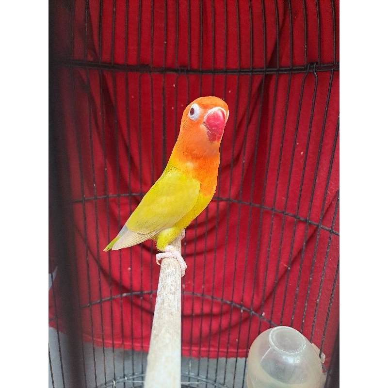 Lovebird Betina Dewasa Green Pale Fallow (PF)