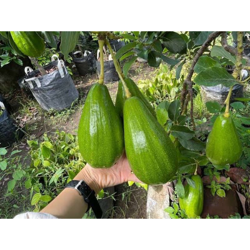 

Alpukat mentega super 1kg isi 1-2