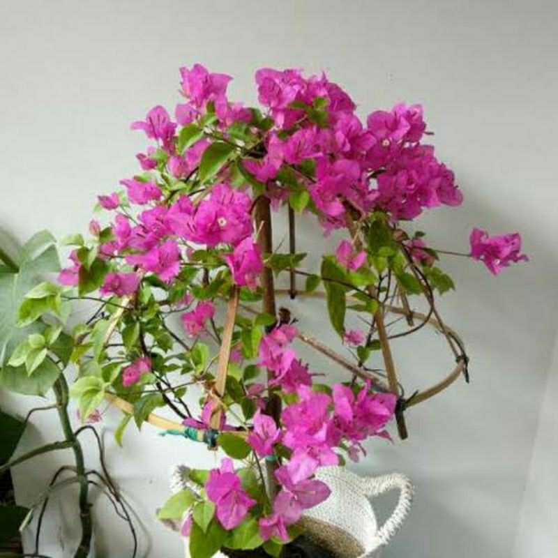 tanaman Bougenville/bunga kertas biru