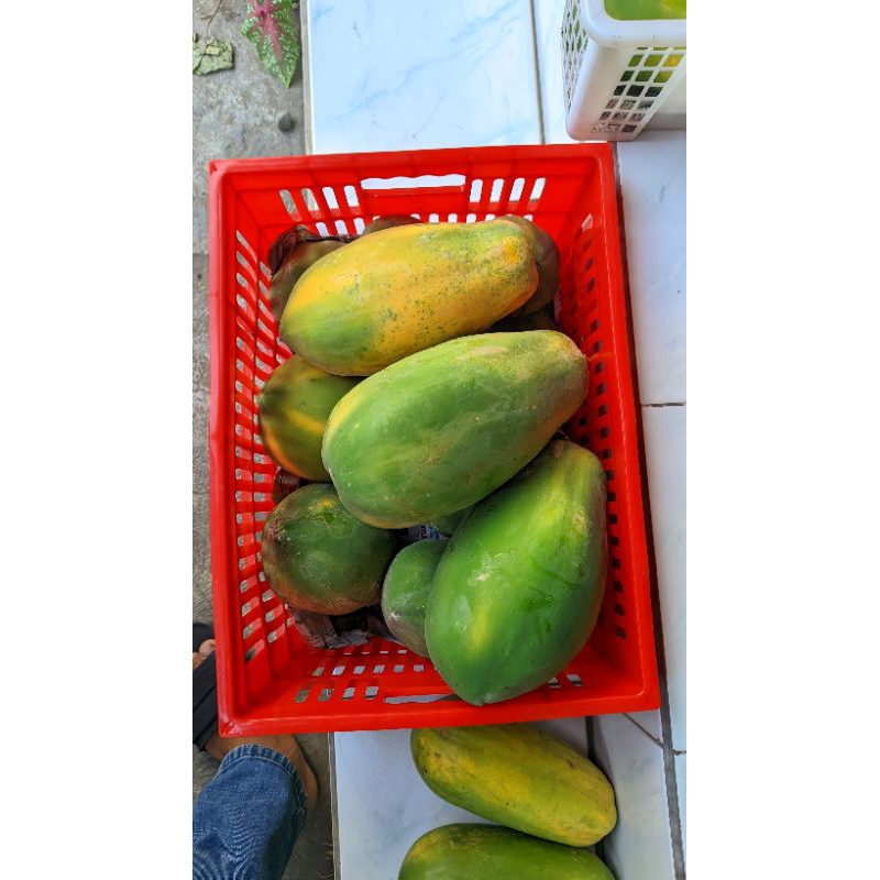 

pepaya kalifornia/california