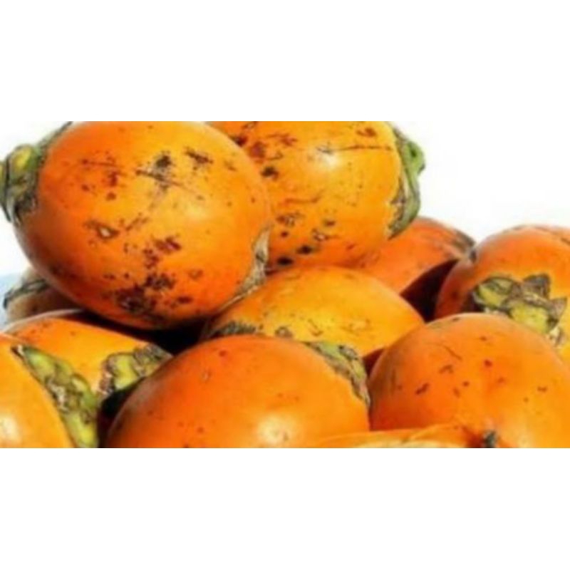 

buah pinang tua