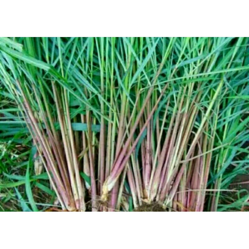 

sereh merah sereh wangi buat obat obtan per 100 pcs