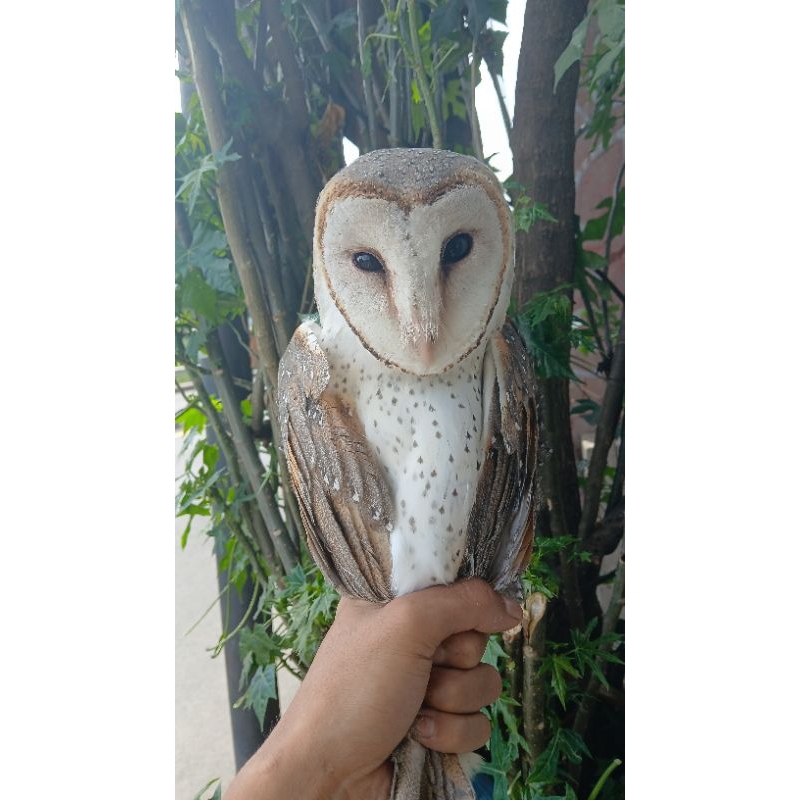 Tyto alba / serak jawa / bran owl / owl / burung hantu