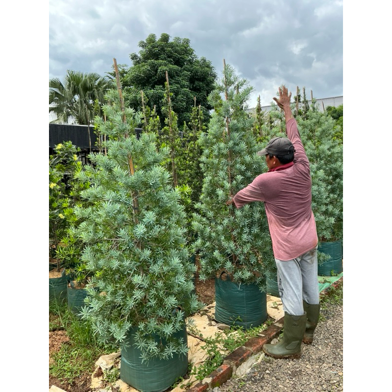 tanaman hias lohansung blue ice ori