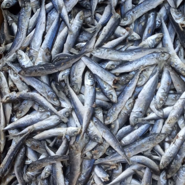 

IKAN LAYANG SEDANG / IKAN RANCE KERING