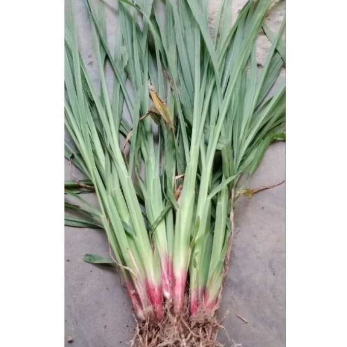 Bibit Rumput Sataria Pakan Ternak