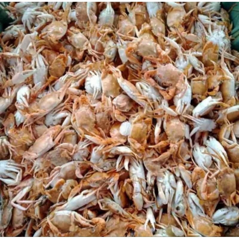 

GROSIR BABY CREAB KEPITING KECIL 1KG MURAH
