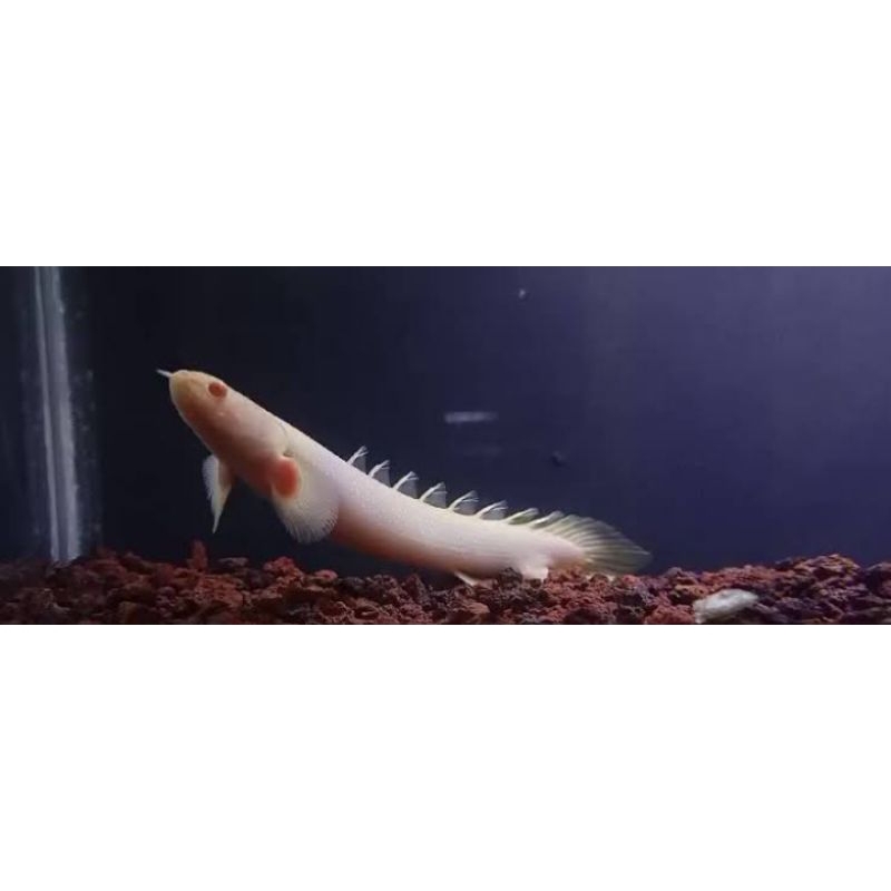 Palmas Albino -+10cm