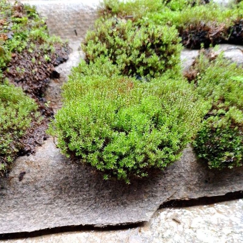 Tanaman Paludarium Moss Darat Star Moss