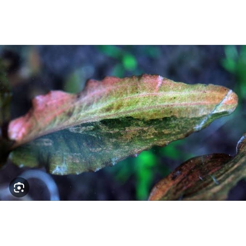 cryptocoryne florida varigated pink tanaman air aquascape