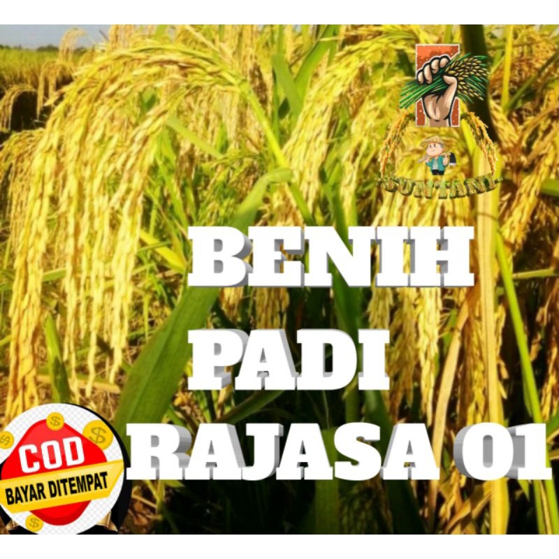 

Benih Padi Super Unggul RAJASA'01.(5K)