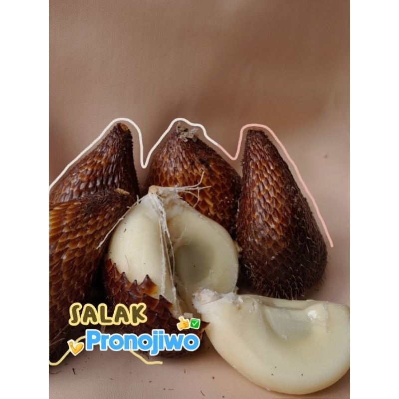 

Buah Salak Pronojiwo langsung petik dari kebun