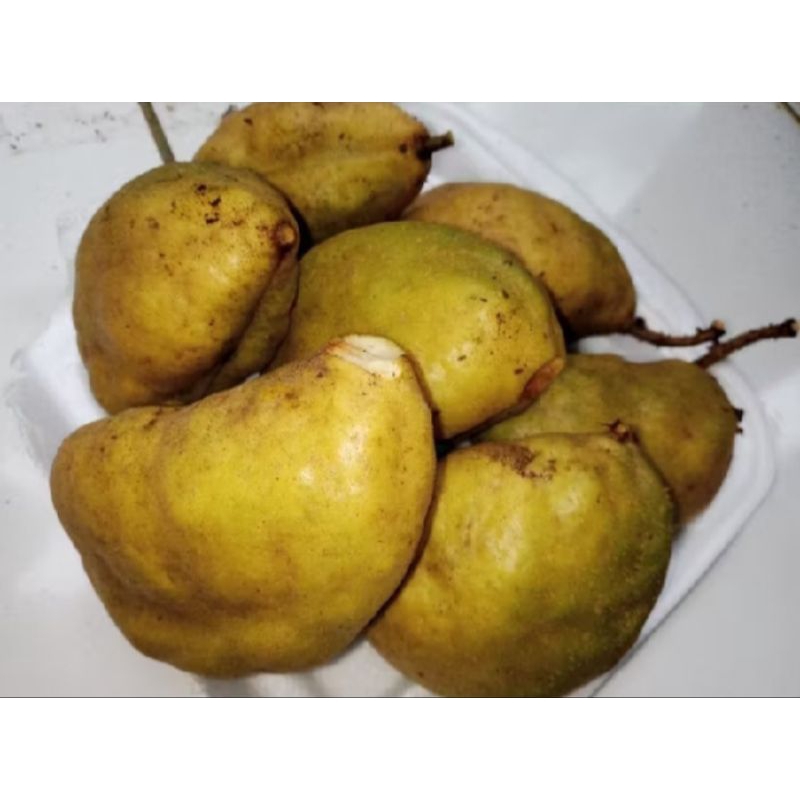 

BUAH NAMNAM BANGKOK LANGKA (PER BIJI 4000)