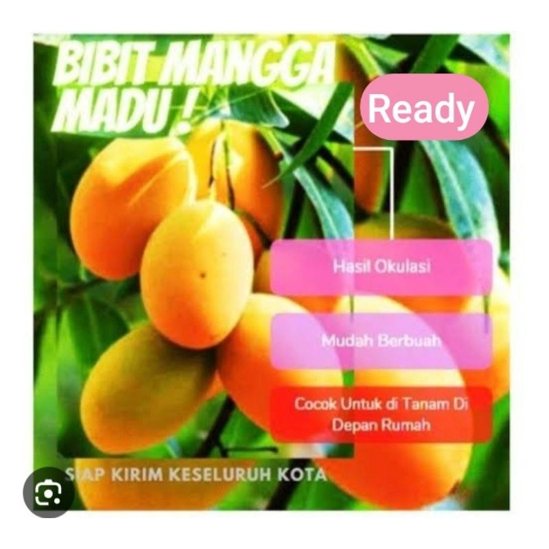 Bibit MANGGA MADU MANALAGI | Beli 2 Bonus 2 Jeruk Kasturi + Pupuk