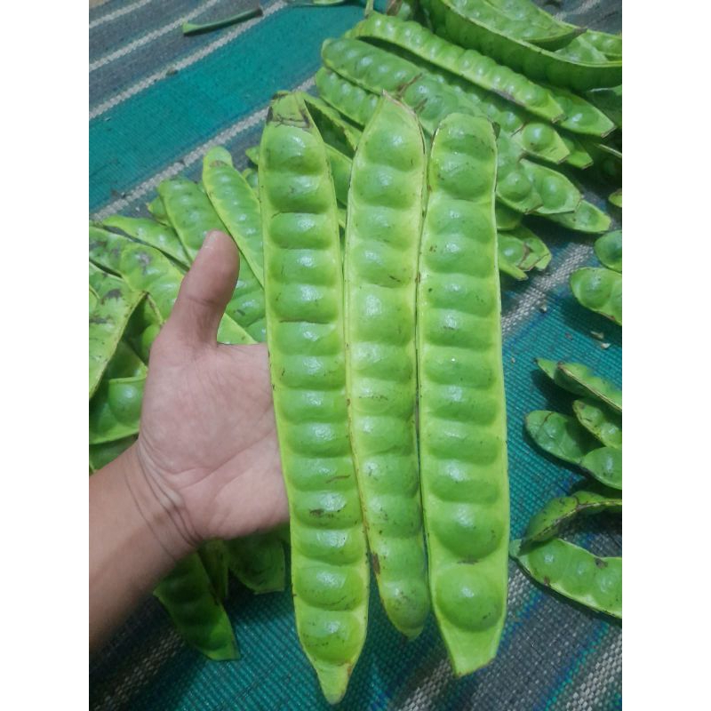 

Obral pete asli tua fresh ukuran sedang 10 papan/lonjor/keris